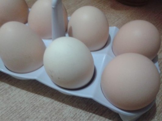 Avicola Lumina lansează oul care ajută vederea şi oul cu antioxidanţi